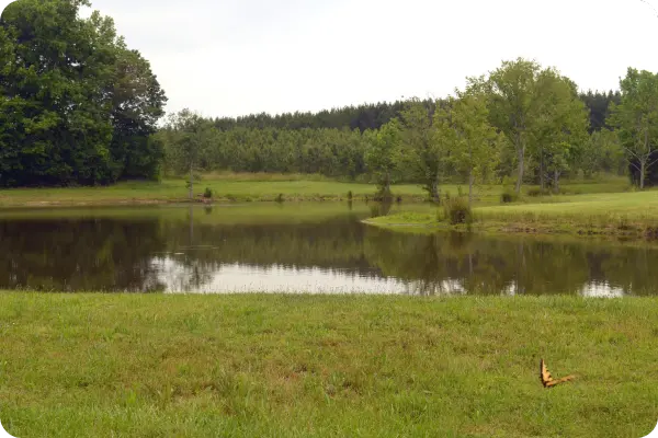 Picture of a stormwater pond with a butterfly 